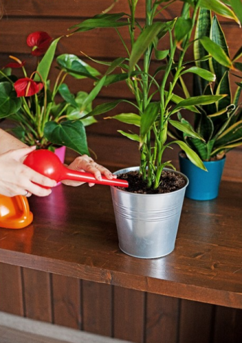      Plant Genie   7