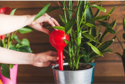      Plant Genie   8
