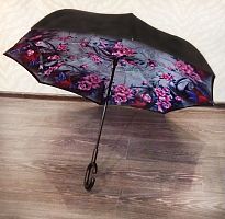    Umbrella   